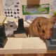 Illustration for article titled Hamster Bartenders Are the Best Bartenders